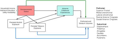 Contextualizing the impact of prenatal alcohol and tobacco exposure on neurodevelopment in a South African birth cohort: an analysis from the socioecological perspective